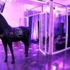Horse lamp life-sized black