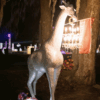 Sophie Giraffe White